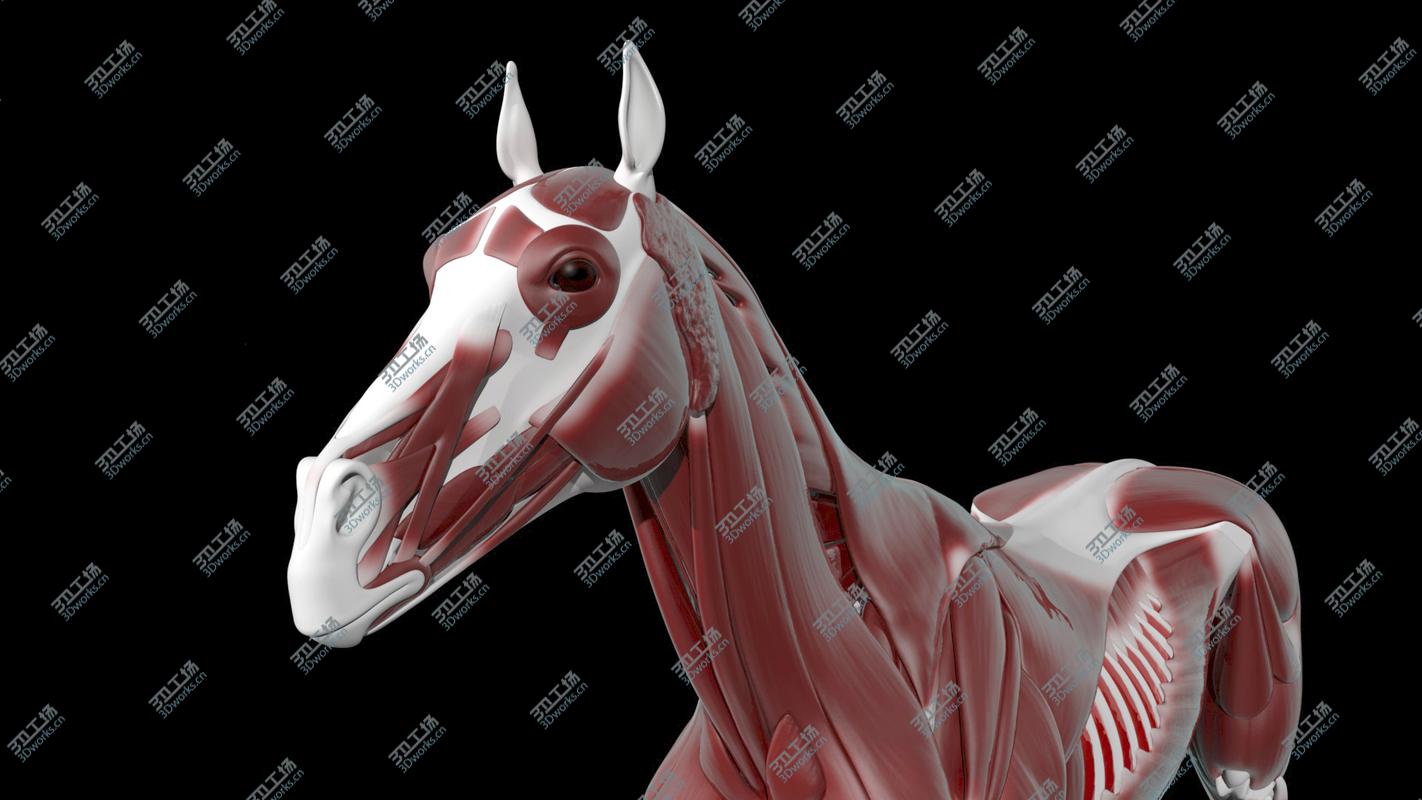images/goods_img/2021040161/Horse Anatomy/5.jpg